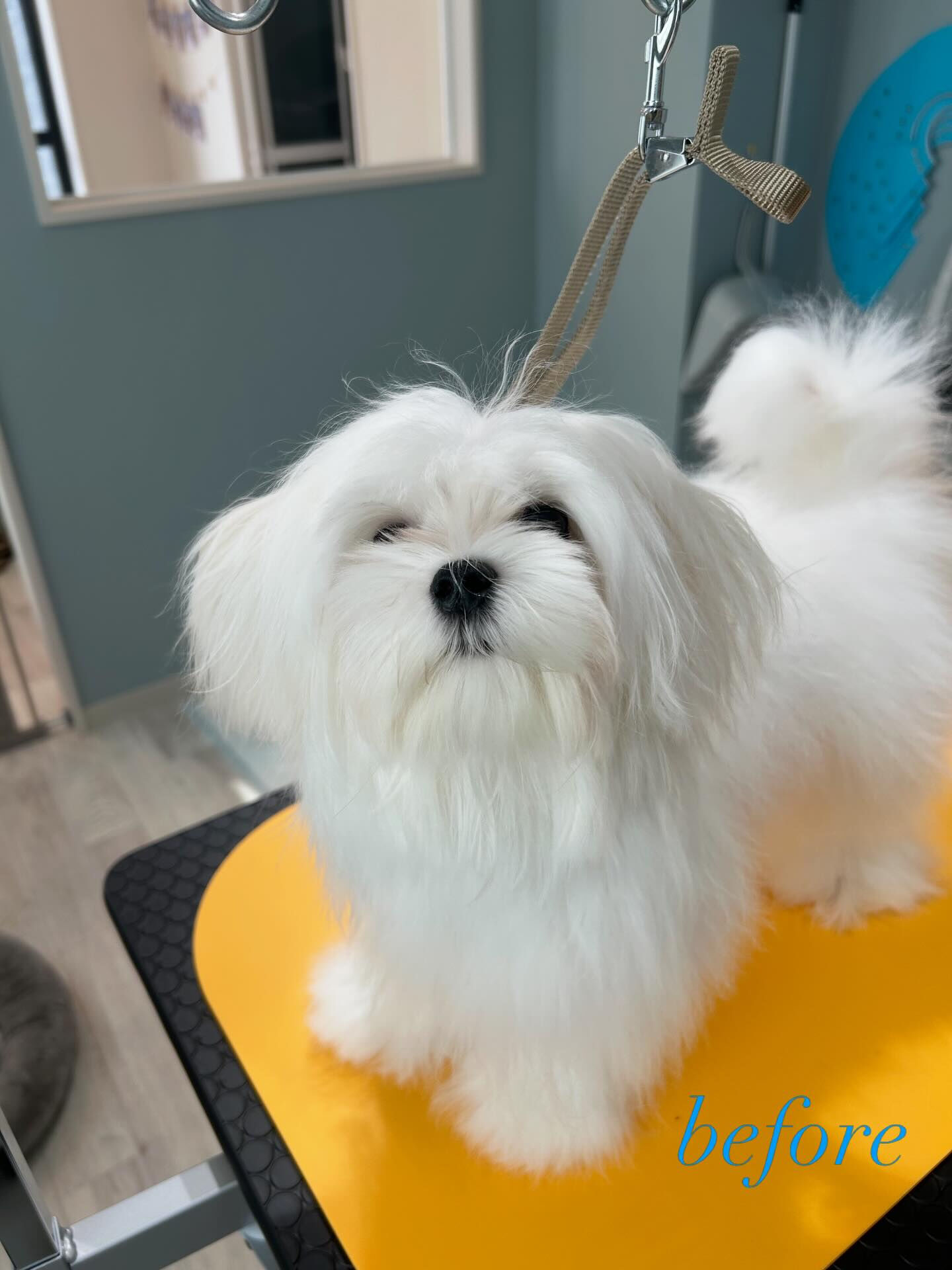 ぽぽくん˚✧₊˚✧