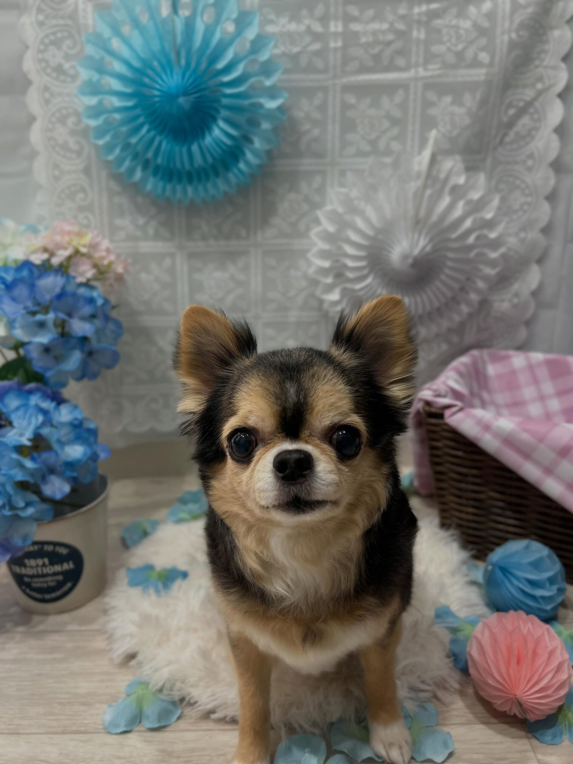 🐶✂️