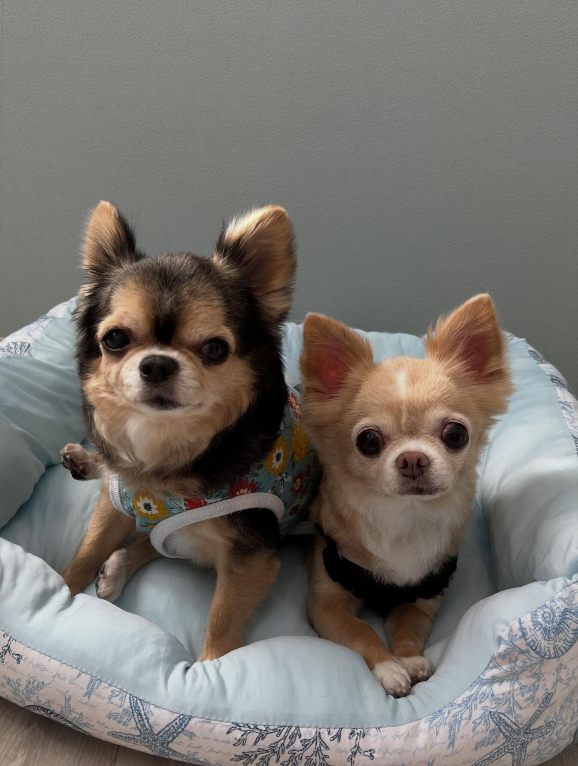 🐶✂️