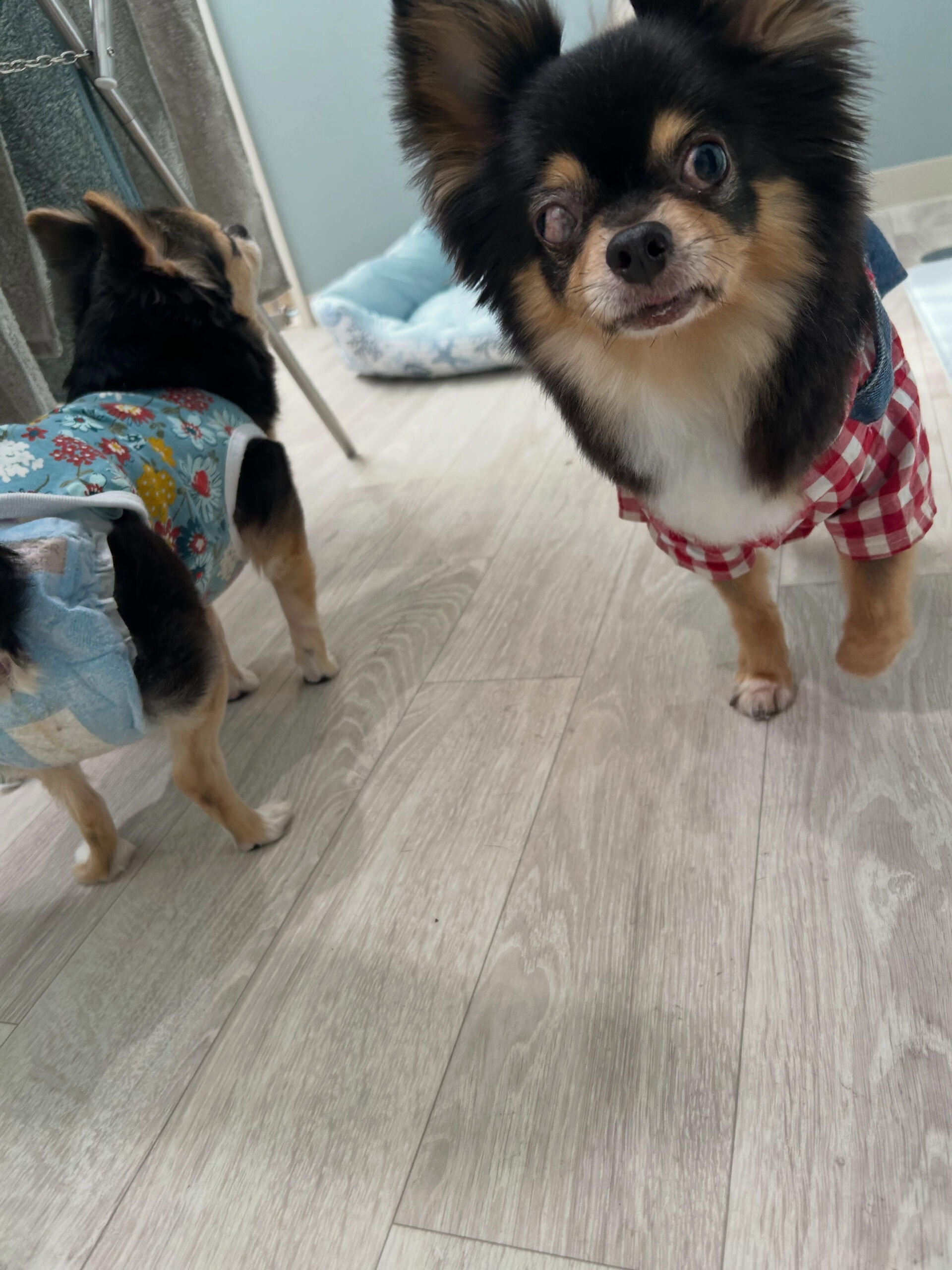 🐶✂️