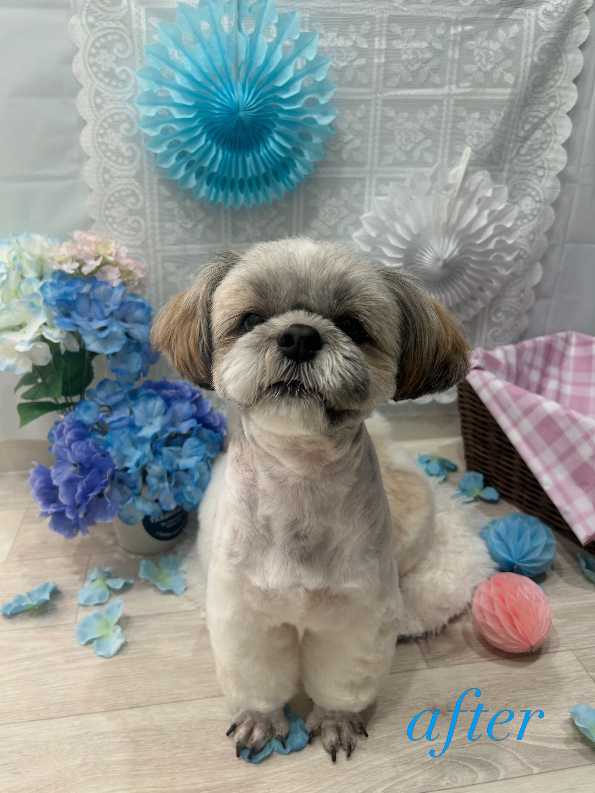 ˚✧₊しずおくん⁺˳✧༚