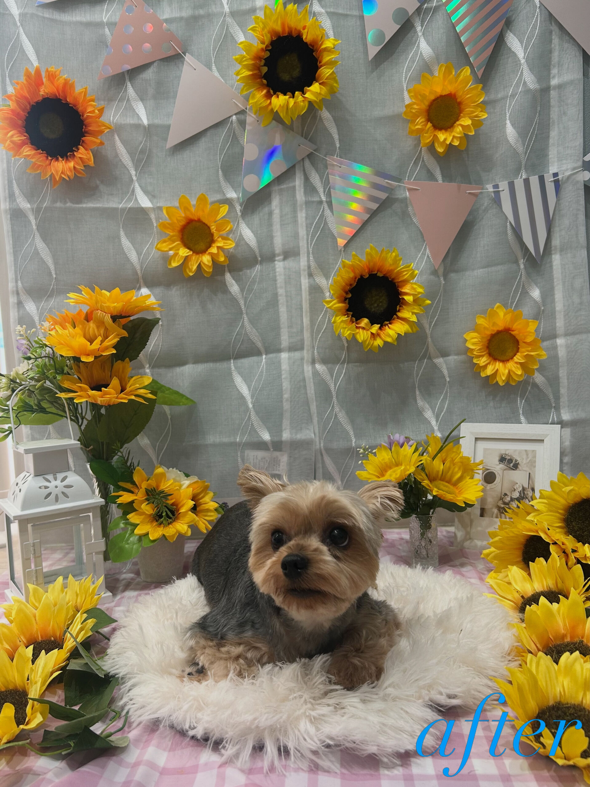 ˚✧₊ビビくん/ヨークシャテリア⁺˳✧༚