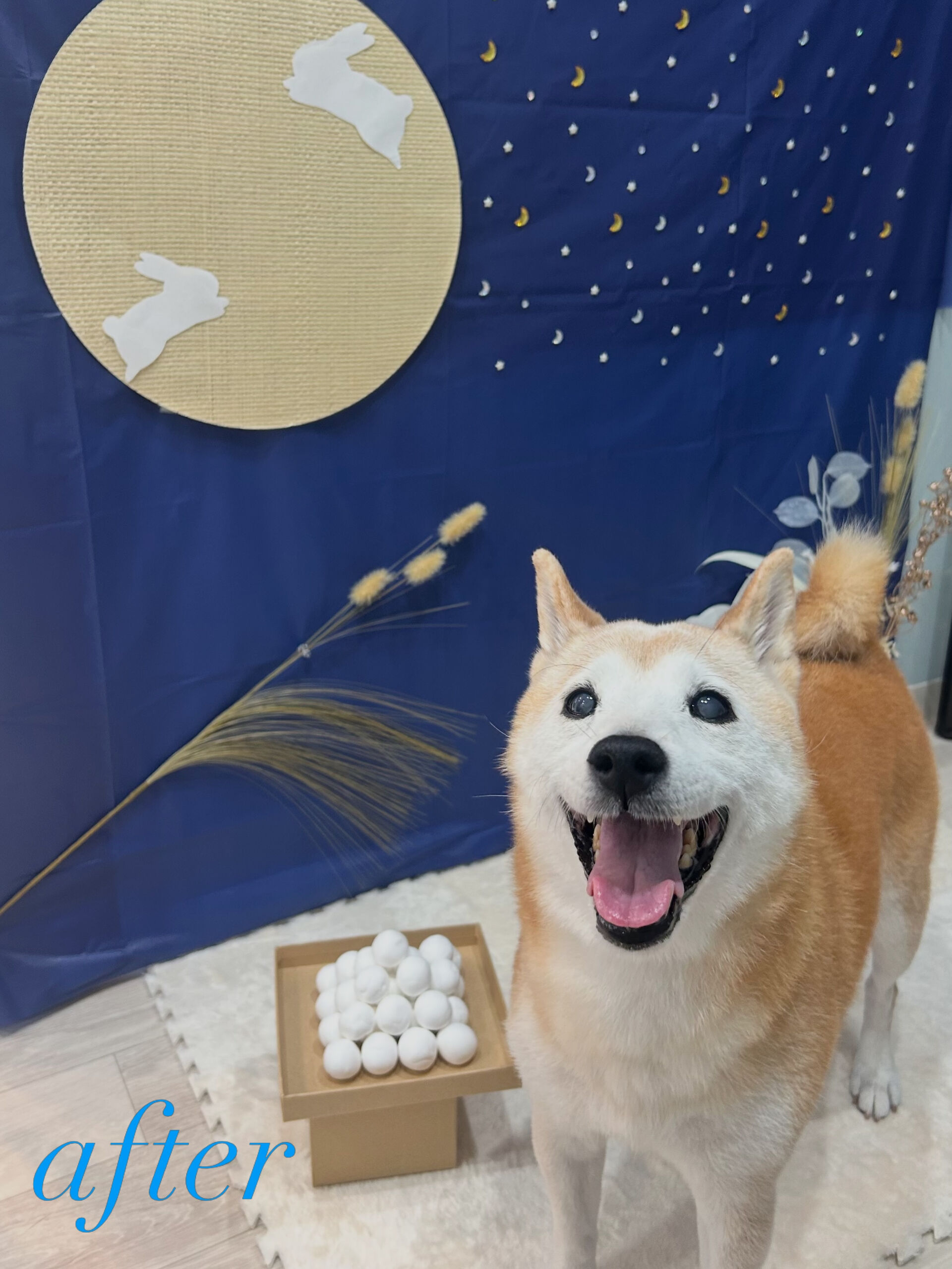 ˚✧₊花ちゃん/柴犬⁺˳✧༚