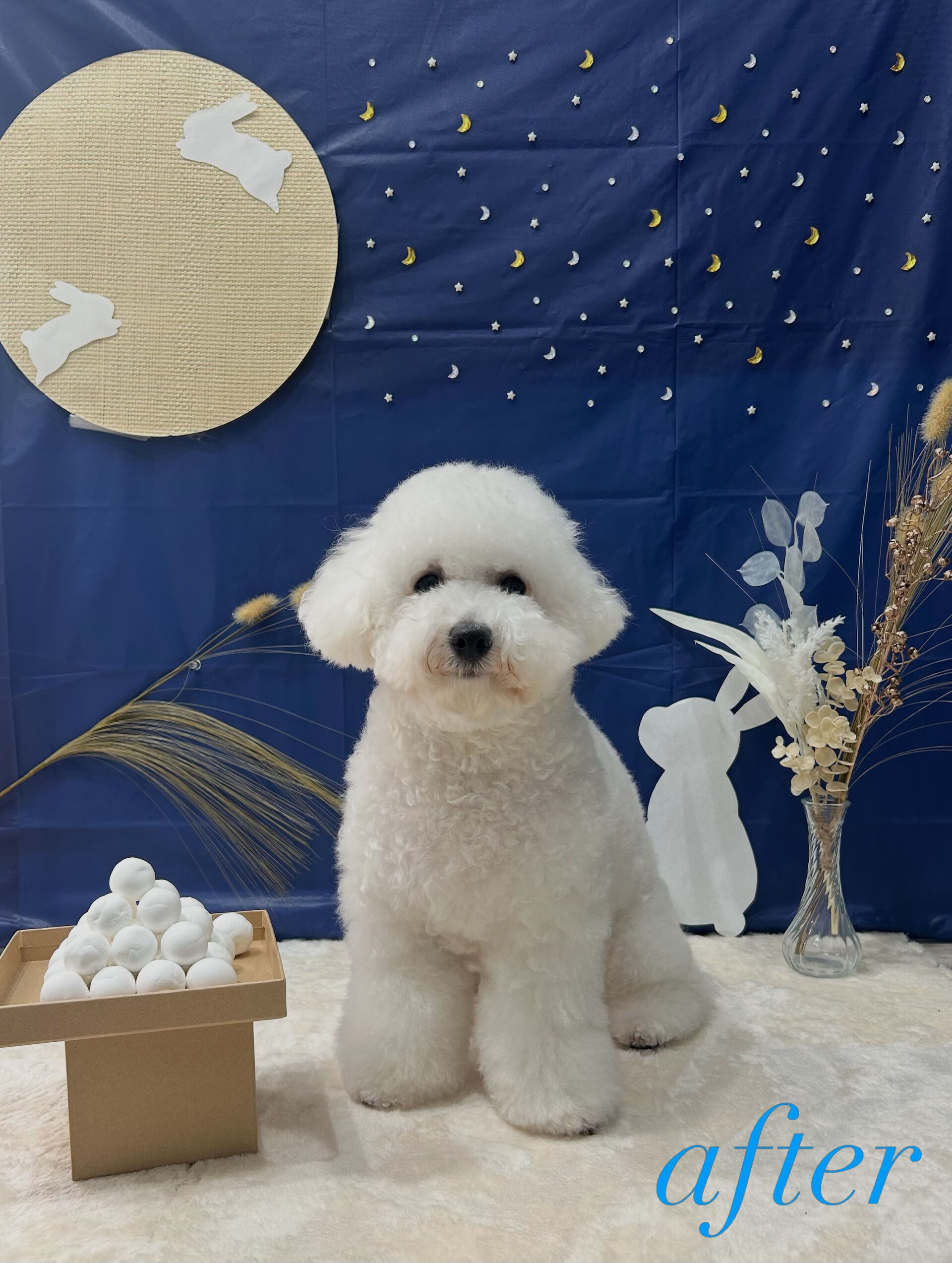 ˚✧⁎⁺˳✧༚˚✧₊