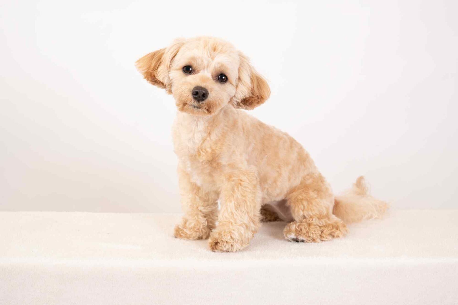 犬